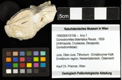 Foto (Objekt + Etiketten) von Goniodromites bidentatus (Reuss, 1859) 